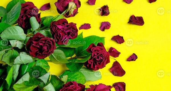عکس گل پژمرده برای تصویر زمینه