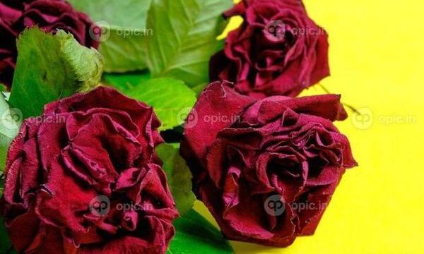 عکس گل پژمرده برای تصویر زمینه