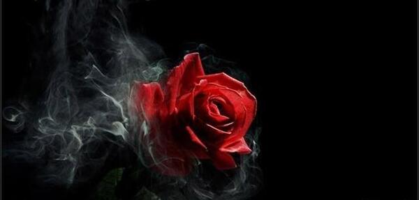 عکس گل پژمرده برای تصویر زمینه