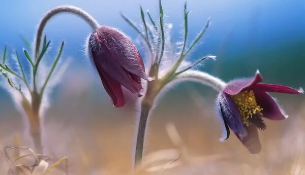 عکس گل پژمرده برای تصویر زمینه