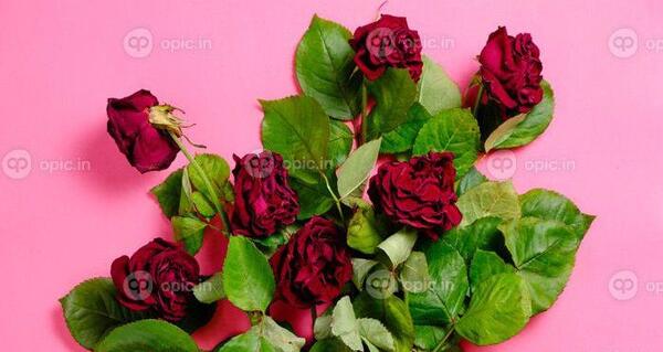 عکس گل پژمرده برای تصویر زمینه