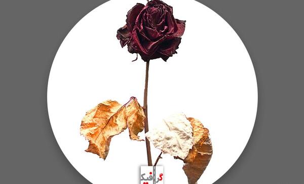عکس گل پژمرده برای تصویر زمینه