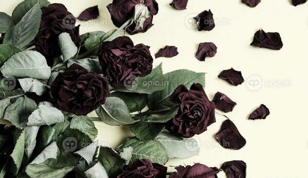 عکس گل پژمرده برای تصویر زمینه