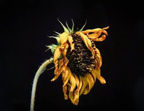 عکس گل پژمرده برای تصویر زمینه