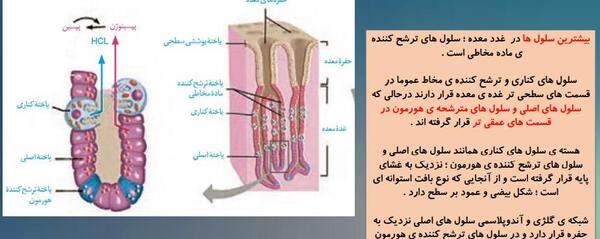 عکس سیاهرگ باب زیست دهم