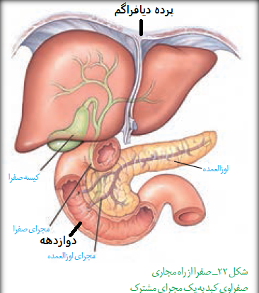 عکس سیاهرگ باب زیست دهم