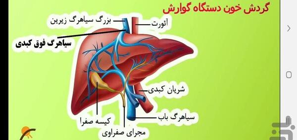 عکس سیاهرگ باب زیست دهم