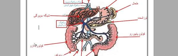 عکس سیاهرگ باب زیست دهم