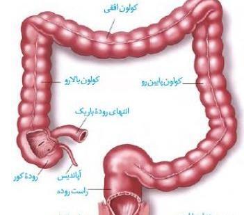 عکس سیاهرگ باب زیست دهم