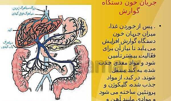 عکس سیاهرگ باب زیست دهم