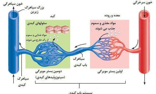 عکس سیاهرگ باب زیست دهم