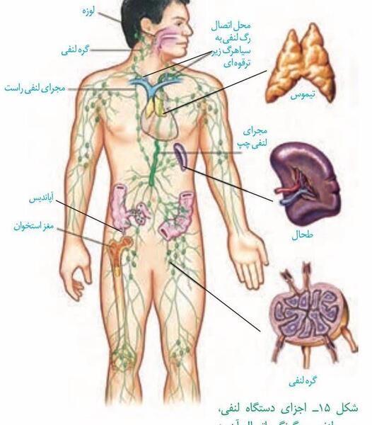 عکس سیاهرگ باب زیست دهم