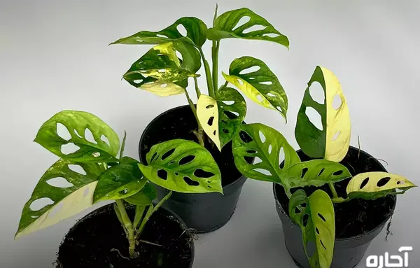 عکس گل پتوس حصیری