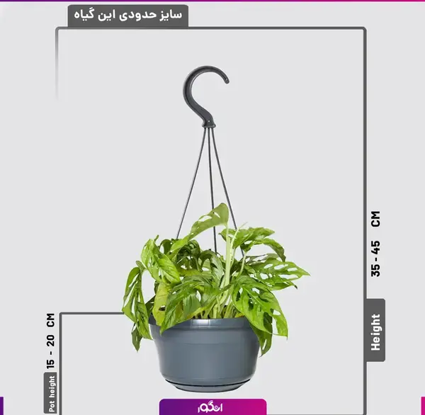 عکس گل پتوس حصیری