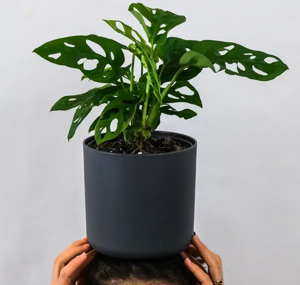 عکس گل پتوس حصیری
