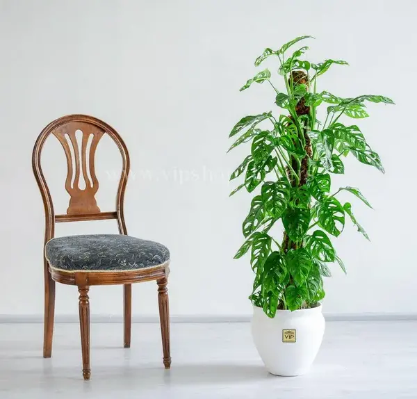 عکس گل پتوس حصیری