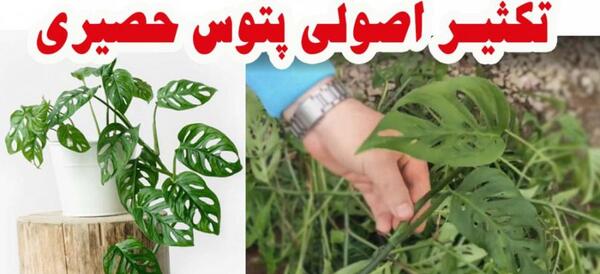 عکس گل پتوس حصیری