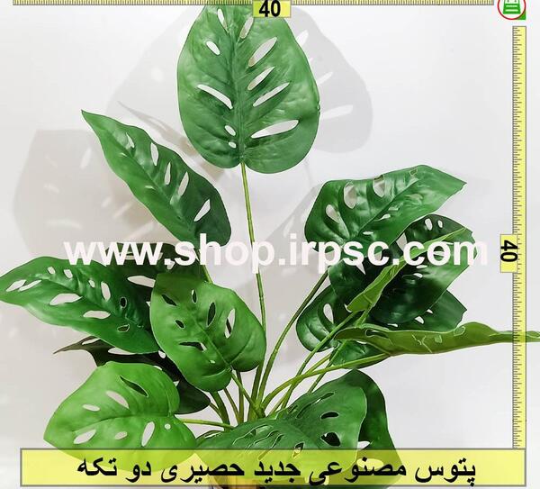 عکس گل پتوس حصیری