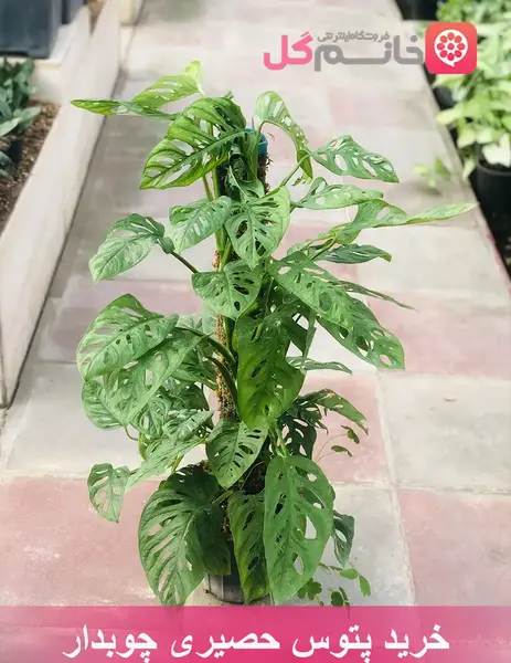 عکس گل پتوس حصیری