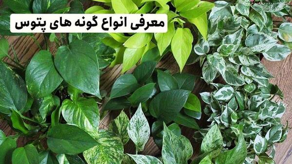 عکس گل پتوس حصیری