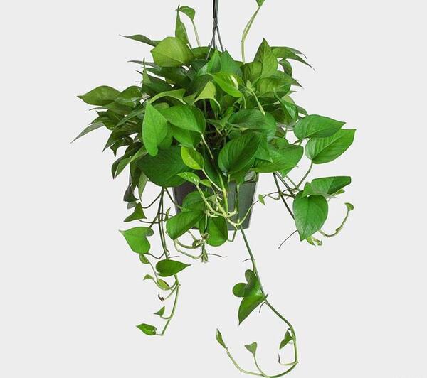 عکس گل پتوس حصیری