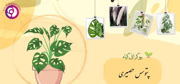 عکس گل پتوس حصیری