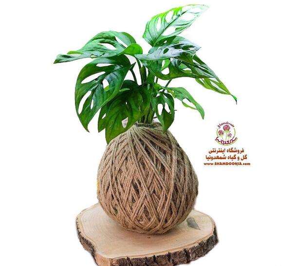 عکس گل پتوس حصیری