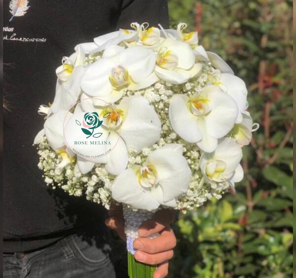عکس گل عروس سفید