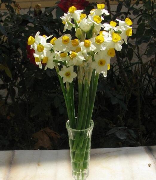 زیباترین عکس گل نرگس