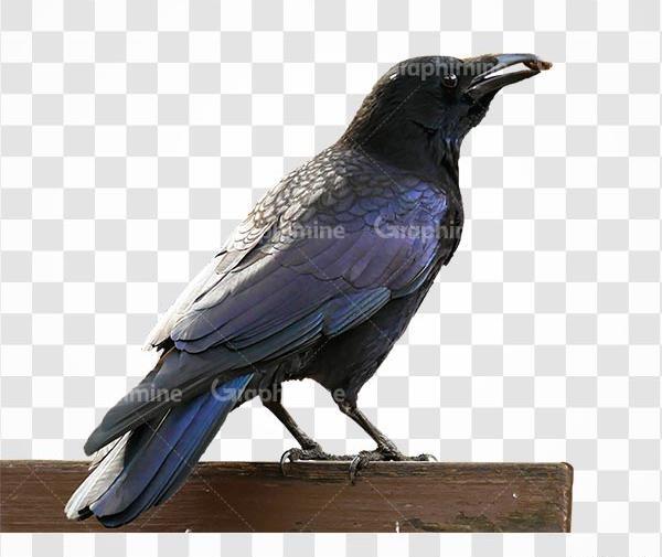 دانلود عکس کلاغ سیاه