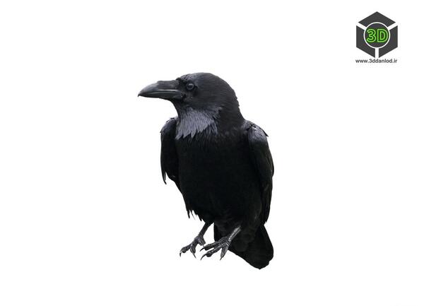 دانلود عکس کلاغ سیاه