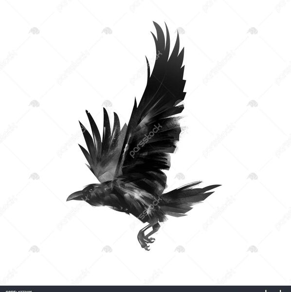 دانلود عکس کلاغ سیاه