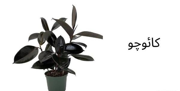 عکس گل های درختی آپارتمانی