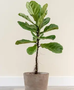 عکس گل های درختی آپارتمانی