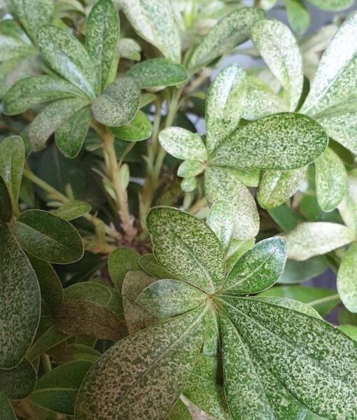 عکس گل میخک هندی