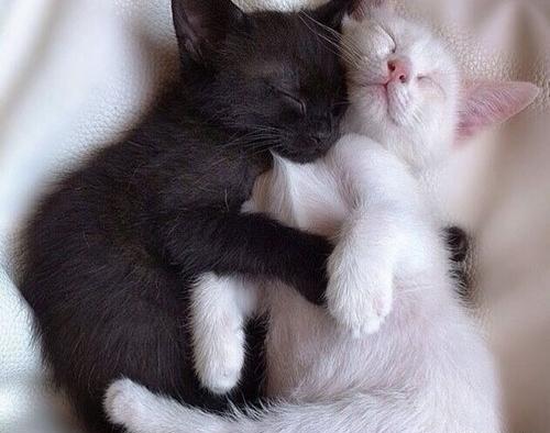 عکس های عاشقانه گربه