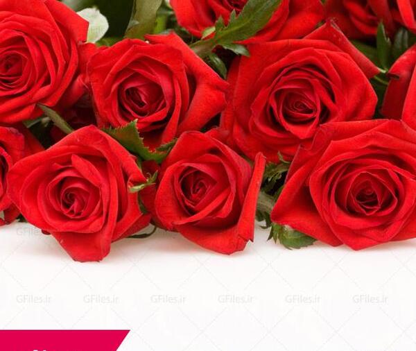 دانلود عکس گل رز سفید و قرمز