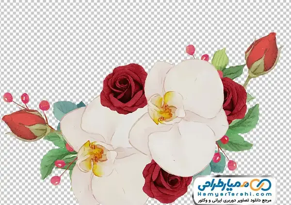 دانلود عکس گل رز سفید و قرمز