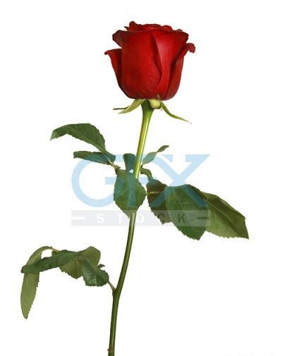 دانلود عکس گل رز سفید و قرمز