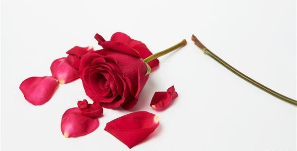 عکس پروفایل گل دل شکسته