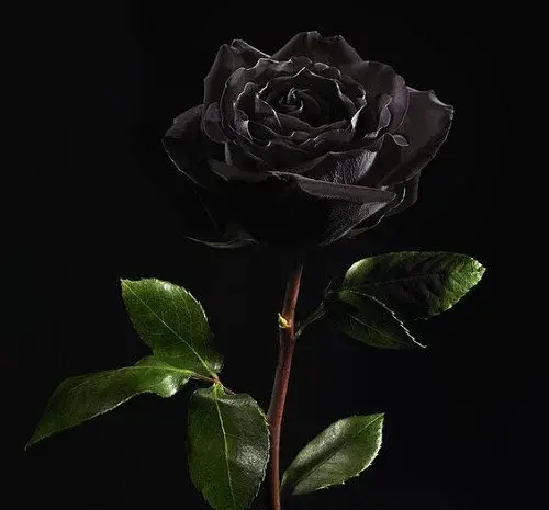 عکس پروفایل گل دل شکسته