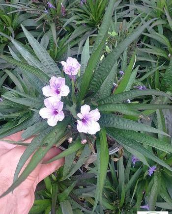 عکس انواع گل اطلسی
