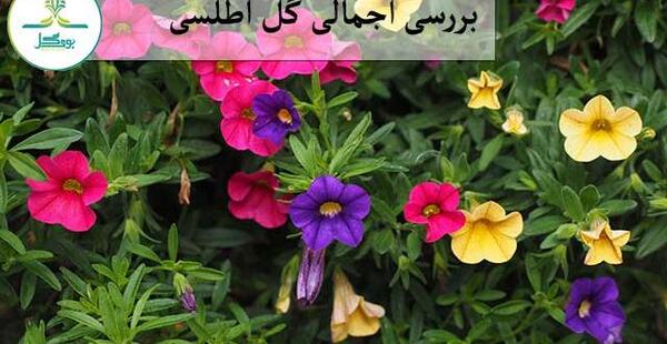 عکس انواع گل اطلسی