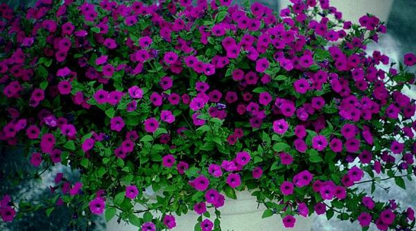 عکس انواع گل اطلسی