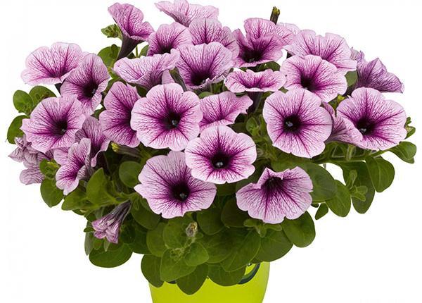عکس انواع گل اطلسی