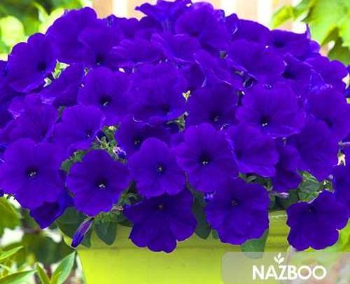 عکس انواع گل اطلسی