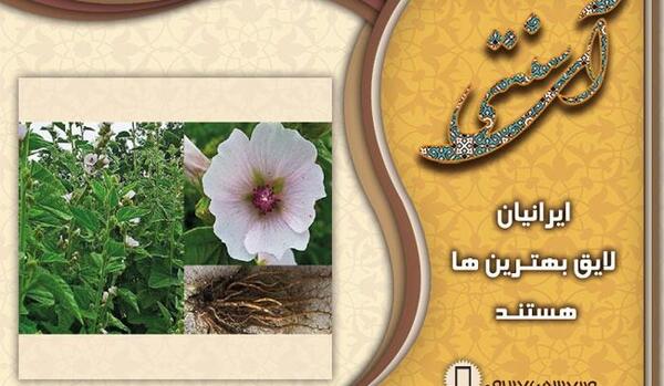 عکس گل ختمی کوهی