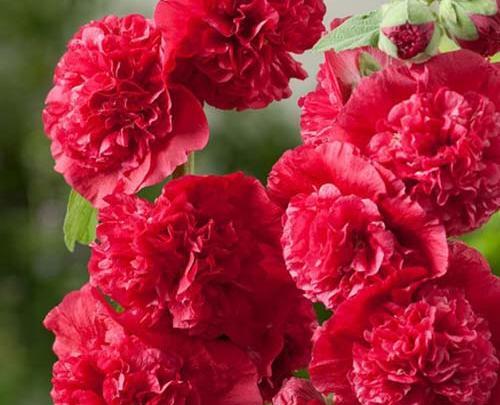 عکس گل ختمی کوهی