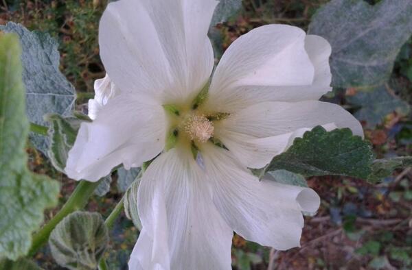 عکس گل ختمی کوهی
