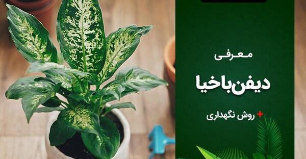 عکس گل دیفن برفی